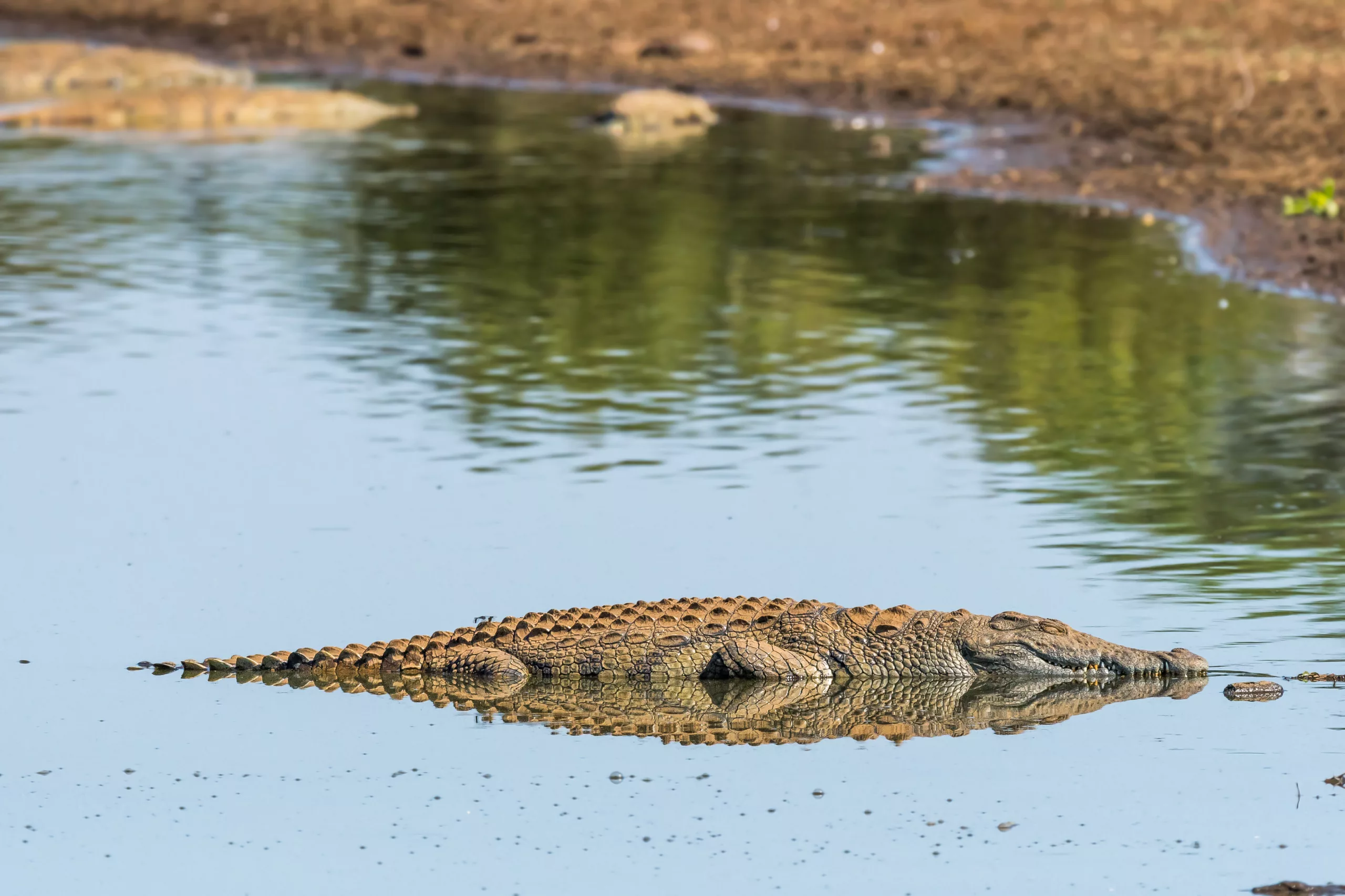 Aménagement de la zone animalière et de loisirs de Drarga